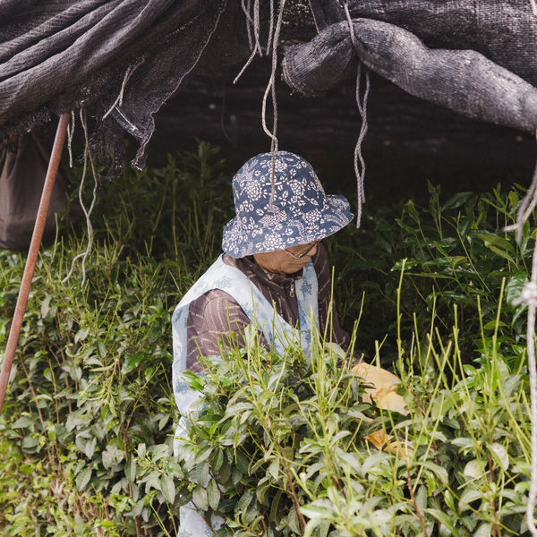 Our Farm to Cup Process: Our Expert Tea Sommelier